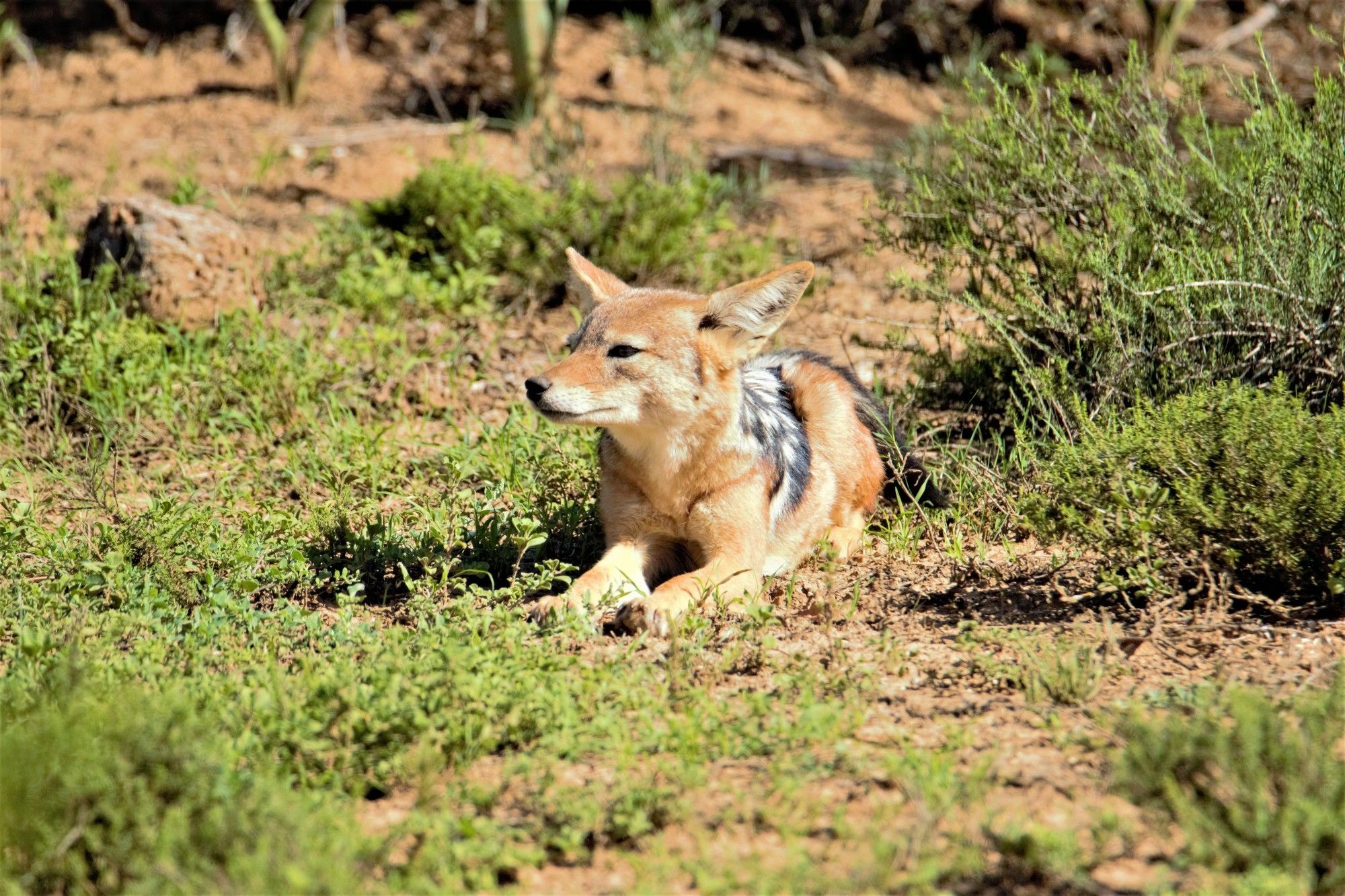 Hitgeheim Country Lodge Addo Eksteriør bilde